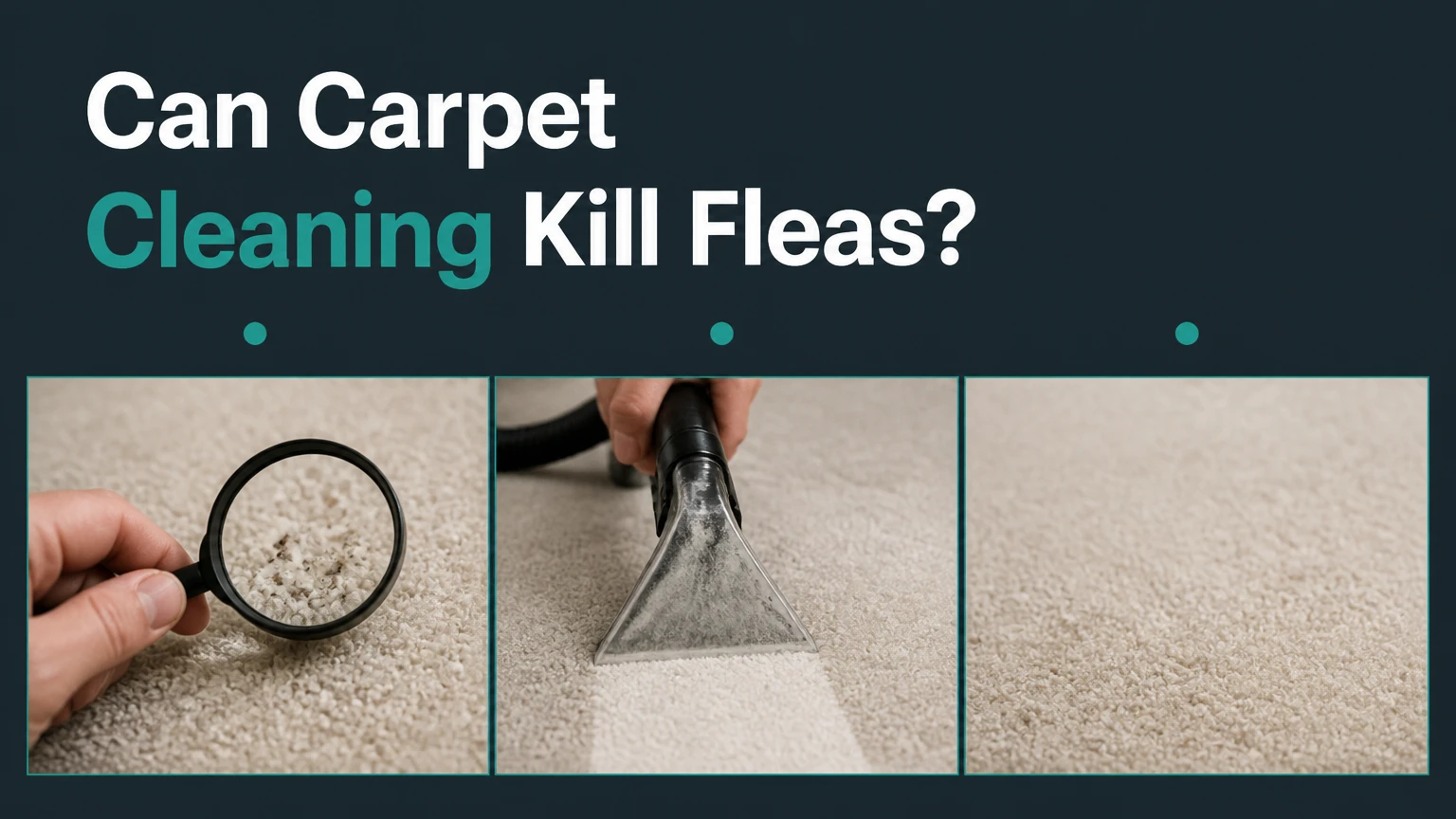 Can Carpet Cleaning Kill Fleas?